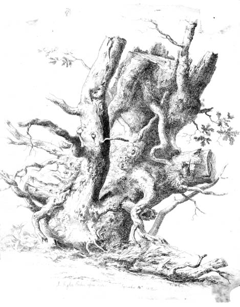 tree18